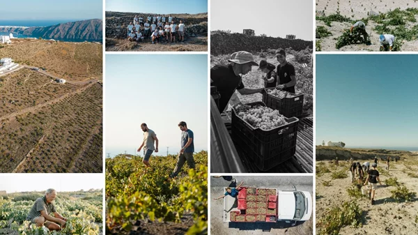 Αποστολή Σαντορίνη: Ο φετινός τρύγος μέσα από τα πρόσωπα, οι προκλήσεις μίας ιδιαίτερης χρονιάς και η επόμενη μέρα