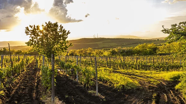 Όταν η κλιματική αλλαγή αλλάζει τη γεύση του κρασιού