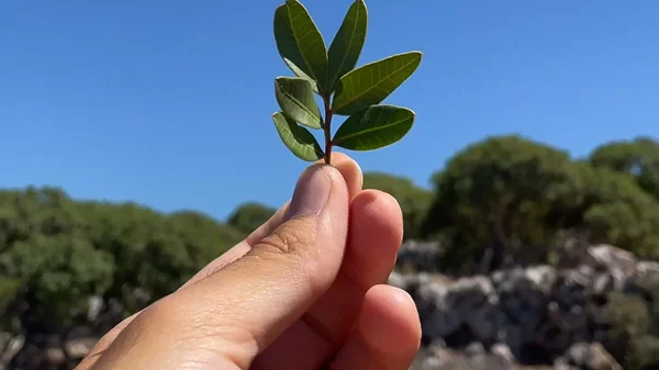 Η Μαστίχα ενώνει γενιές!