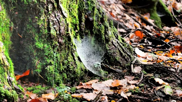 Διαδικτυακές αφηγήσεις παραμυθιών με την μουσικό Λαμπρινή Γιώτη