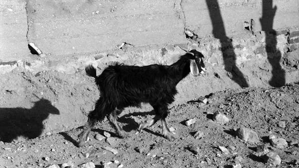 "Κτηνολόγιο: Eυρήματα, αλληγορίες, αναπαραστάσεις": Η σύνδεση των ανθρώπων με τον ζωικό κόσμο