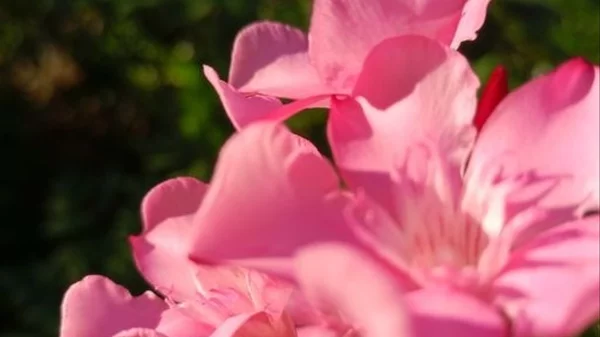 Η βραβευμένη με BAFTA Alison Jackson φέρνει το "ΗΟΜΕ Project" στην Άτρακτο