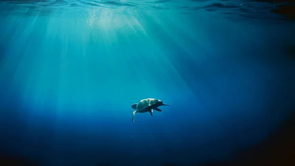 Φρεντ Φουζεά: "Η ανθεκτικότητα της φύσης είναι πολύ ισχυρή"