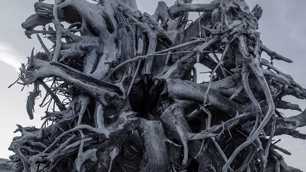 Μια φωτογραφική έκθεση στο Χαλάνδρι μελετά "Πώς σκέφτονται τα δάση"