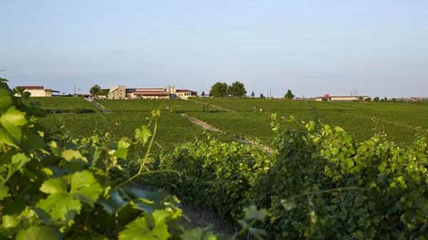 Σημαντικές διακρίσεις για τα κρασιά του Κτήματος Γεροβασιλείου
