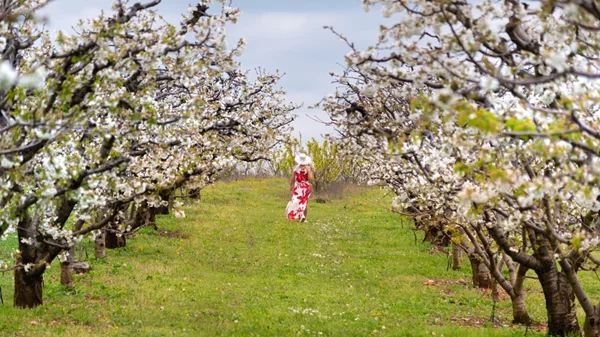 Πιερία: Οι κερασιές άνθισαν με μια σειρά δράσεων