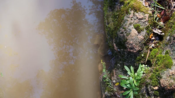 Η Αθήνα κρύβει πλέον έναν "Αμαζόνιο"