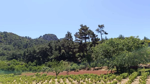 Ο πολιτισμός του οίνου στη Σάμο