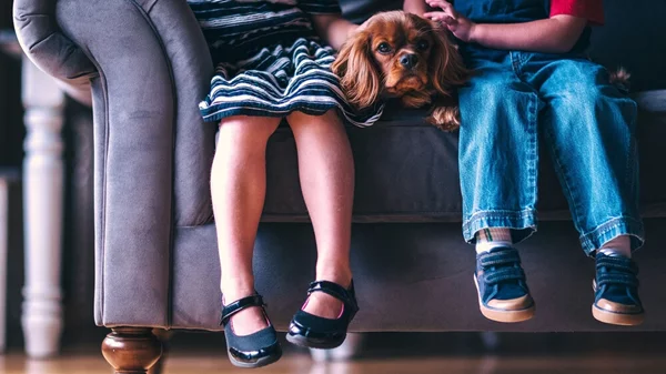 Pet Partners of Hellas: "Η επαφή ενός ανθρώπου με έναν σκύλο είναι ευεργετική από μόνη της"