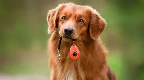 Stray 2 Stay: Μια δυνατή εθελοντική ομάδα εκπαιδευτών σκύλων που ήρθε για να αλλάξει τα δεδομένα