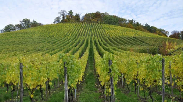 ΝΕΟΙ ΟΡΙΖΟΝΤΕΣ ΓΙΑ ΤΟ ΤΜΗΜΑ OENOTHEQUE ΤΗΣ ΑΜΒΥΞ