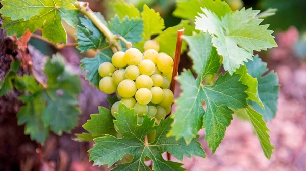 Το Σαμιώτικο Μοσχάτο: Πολιτιστική κληρονομιά και οικονομικός πυλώνας της Σάμου