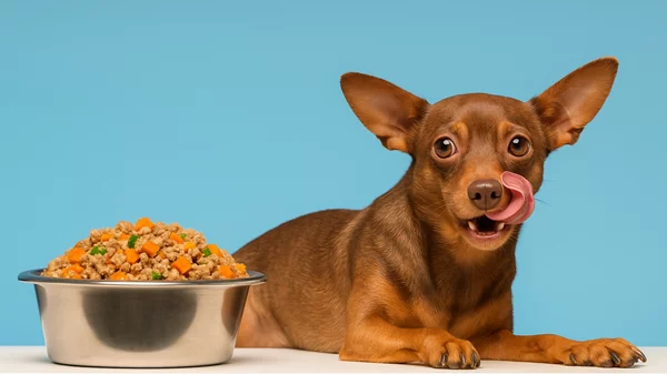 Αυτή είναι η νέα λαχταριστή συνταγή του petchef που προορίζεται για σκύλους με νεφρική νόσο