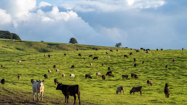 Φάρμα Μετεώρων: Αυθεντικά γαλακτοκομικά προϊόντα με υπογραφή