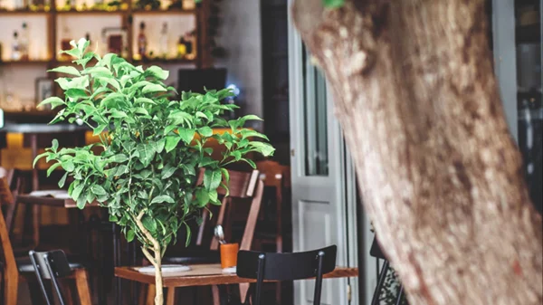 "Apiri", Ηράκλειο