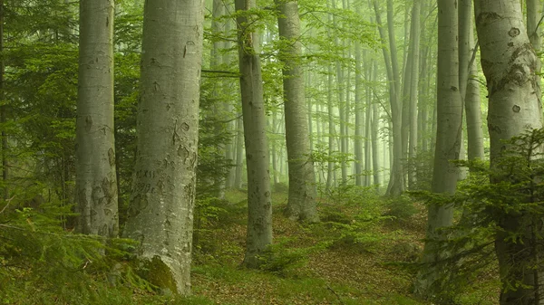 Παγκόσμια Ημέρα Δασοπονίας: Μαθαίνουμε για τα δάση, προστατεύουμε τη βιοποικιλότητα και τον πλανήτη