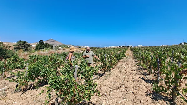 Για τον Nicolas Bourget το οινοποιείο "Domaine Myrsini" στην Πάρο είναι πρωτίστως ένα οικογενειακό project