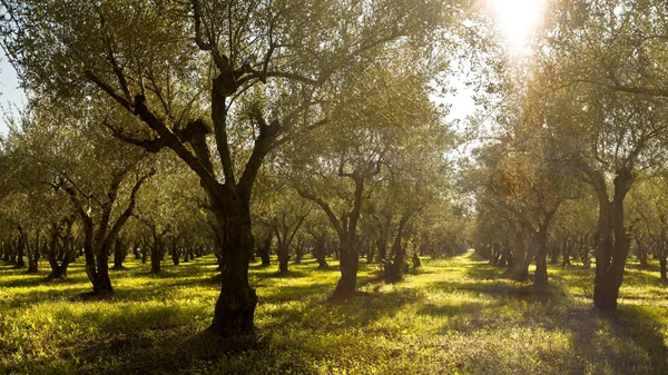 Η Costa Navarino συμμετέχει στο XPRIZE Wildfire, στην προσπάθεια για την εξάλειψη των δασικών πυρκαγιών