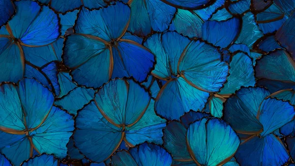 Ο πολυσχιδής καλλιτέχνης Platon.H εξυμνεί τη θεραπευτική δύναμη της φύσης στην Ύδρα