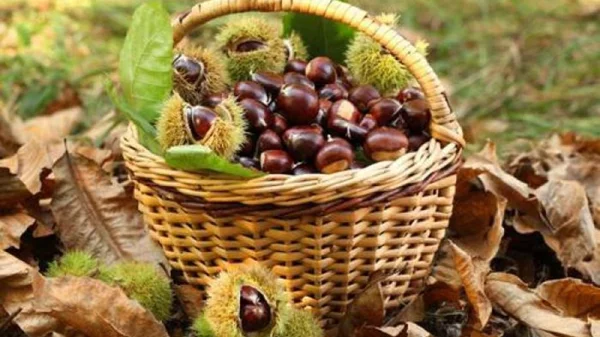 "Γιορτή του Κάστανου" για 18η χρονιά στην Άρνα του Δήμου Σπάρτης