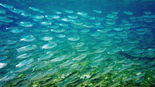 Συνθήκη για τα Διεθνή Ύδατα: Η ιστορική συμφωνία για την προστασία των ωκεανών