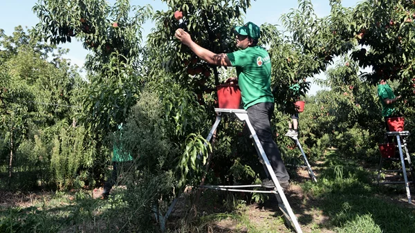 Μαζέψαμε και γευτήκαμε τα ροδάκινα Velvita Gold από τον ΑΣΕΠΟΠ Βελβεντού