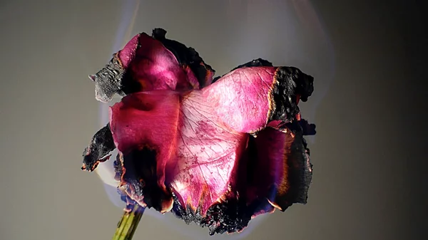 "Αφρός των ημερών": Ένας ονειρικός κήπος ανθίζει μέσα από τα έργα 40 σύγχρονων καλλιτεχνών