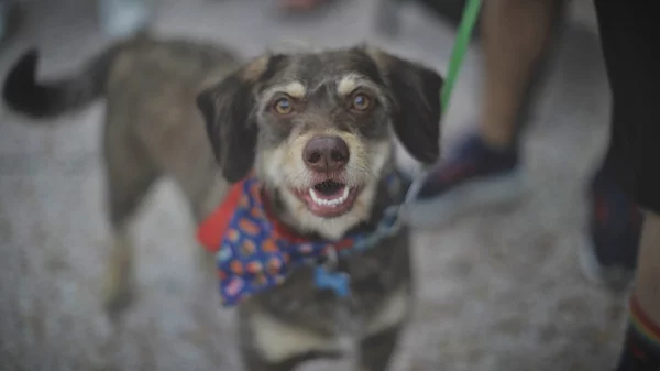 Στο Pawsome Festival θα φας pupcakes με τον σκύλο σου