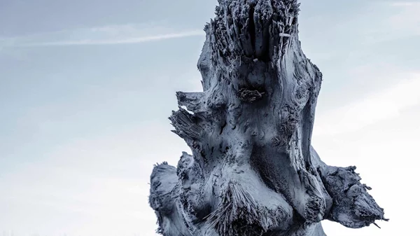 Η τέχνη μπαίνει στο "Αίνιγμα του Δάσους"