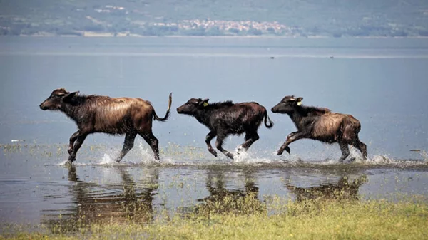 Άνοιξη στη Λίμνη Κερκίνη