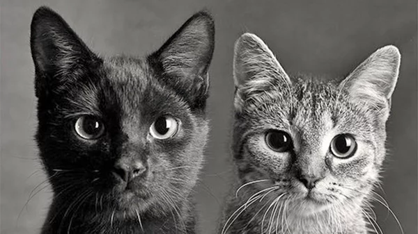 Το πασχαλινό bazaa του Straycare για τα αδέσποτα