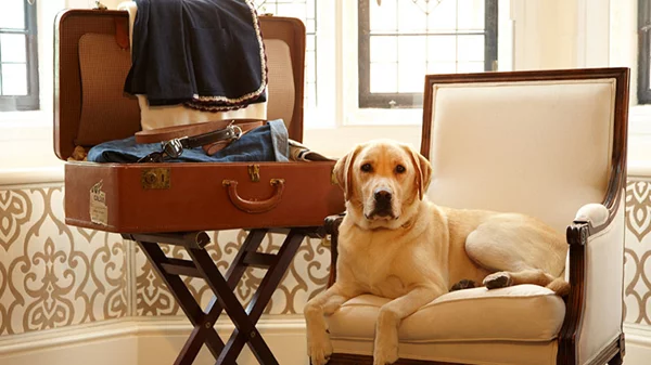 Pet friendly διακοπές: προορισμοί, ξενοδοχεία, tips