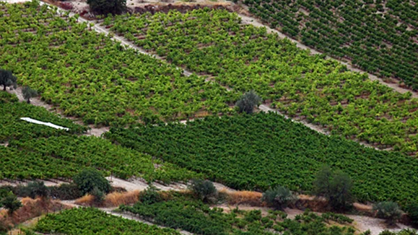 Μεγάλες Μέρες Νεμέας 