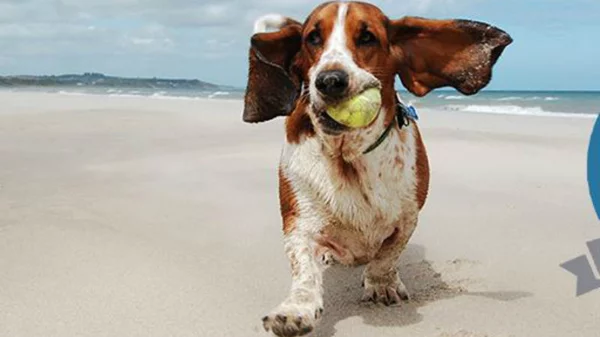 «Woof Club»: pet-friendly app με ελληνική υπογραφή