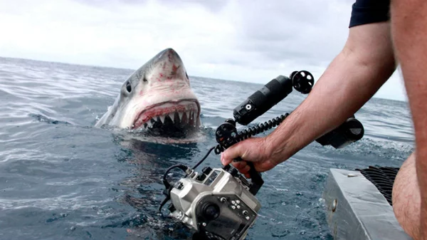 Γέμισε η τηλεόραση καρχαρίες [video]