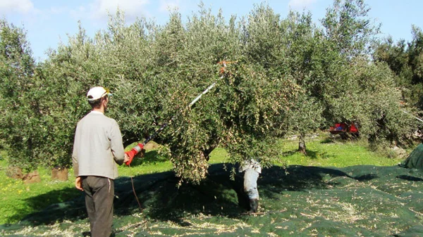 Πάμε να μαζέψουμε ελιές στη Λακωνία;