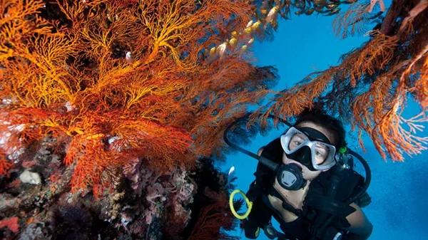 Τι χρειάζεται για να κερδίσουμε το στοίχημα του καταδυτικού τουρισμού;