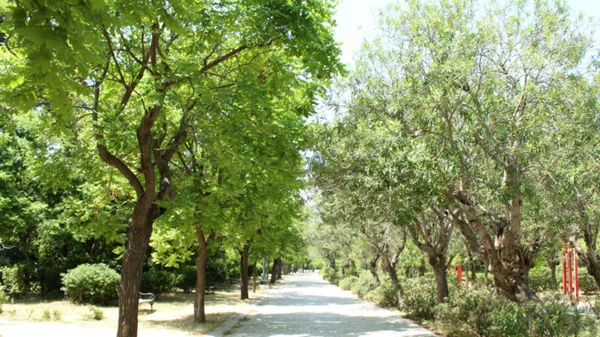 Το πράσινο επιστρέφει στην Αθήνα