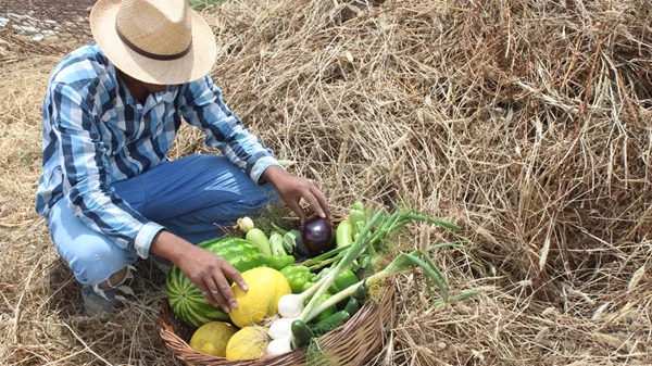 Το farm to table γίνεται πράξη σε αυτό το αγρόκτημα στην Νάξο