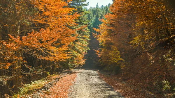 5 πανέμορφα δάση για fall falliage αλά ελληνικά