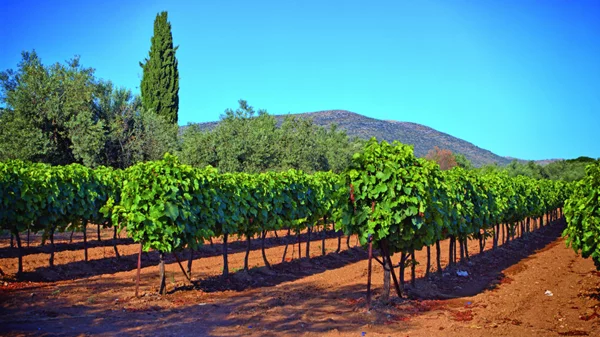 Νεμέα - Ορεινή Κορινθία: Καλοκαίρι στο αμπέλι παρέα με τους μύθους