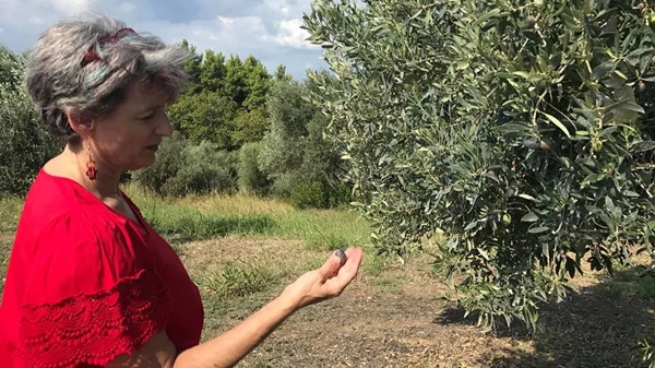 Στις ηλιόλουστες Ροβιές Ευβοίας «η φύση δεν μπαίνει σε καραντίνα» και η ελιά αρωματίζει το τραπέζι μας 