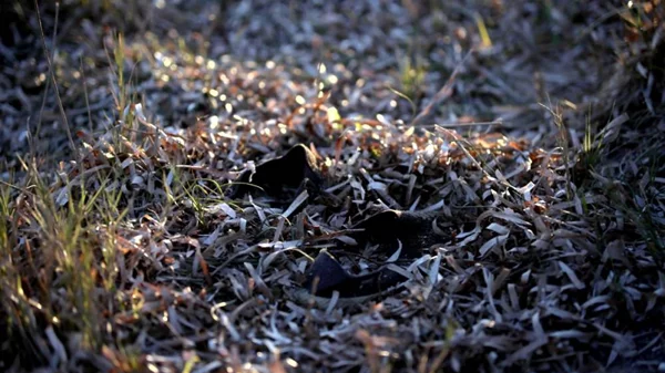 Ο Γιώργος Ζώης αναζητά ηθοποιούς για την επόμενη ταινία του