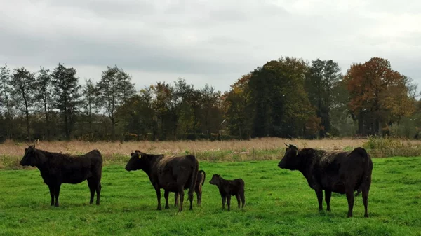 Στην Olive Wagyu Farm οι αγελάδες τρέφονται με ελιές και σοκολάτα