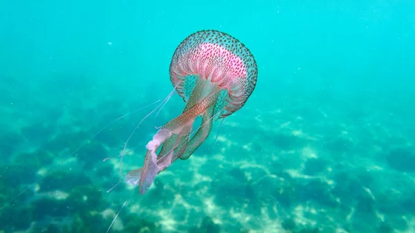 Ομορφιά που τσούζει ή το επώδυνο μάθημα της μοβ μέδουσας