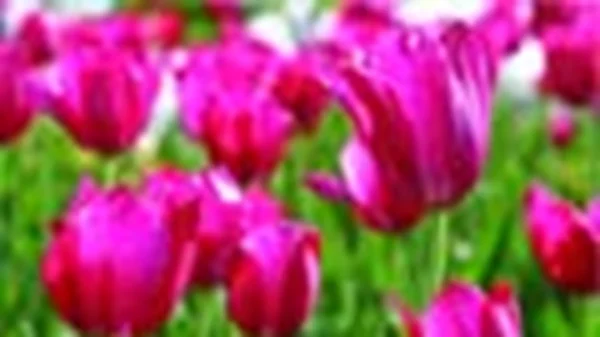 Πιάσε πράσινο! 