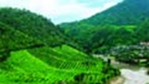 Στο βασίλειο της ορχιδέας