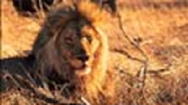 Σαφάρι στην τανζανία