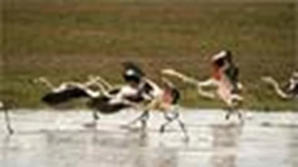 Λίμνη Κερκίνη