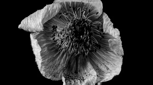 Δύο καλλιτέχνιδες εγγράφουν εφήμερες αναγνώσεις στα έργα τους